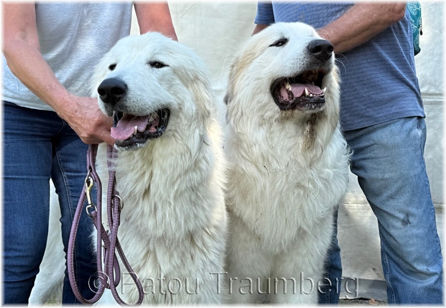 Estive a její dědeček Zagal