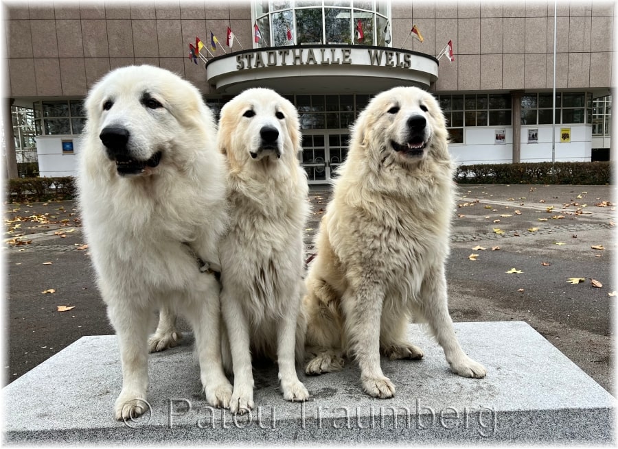 Aránek, Cariňa a Corazon, Wels 2022