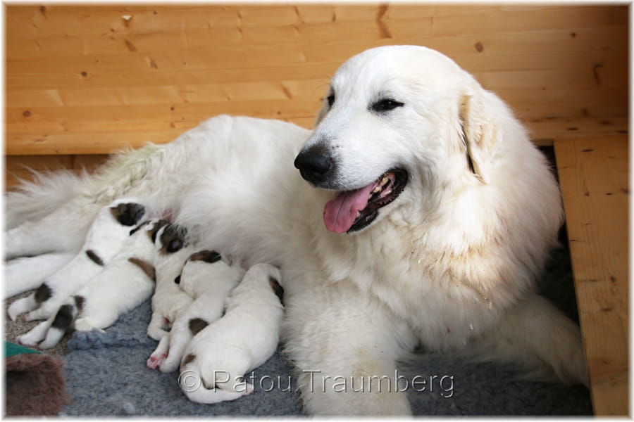 Albinka s potomstvem (2018)